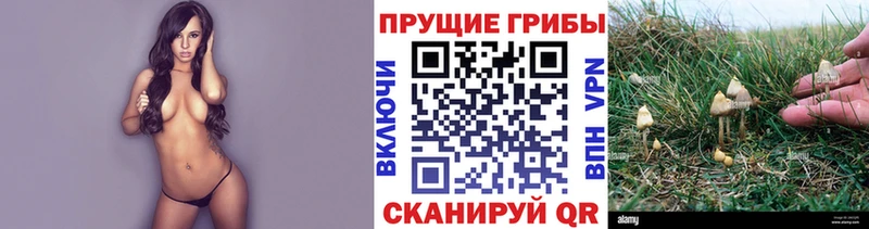 Псилоцибиновые грибы ЛСД  Володарск 